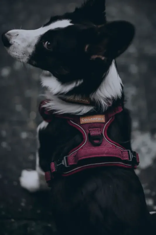 ADVENTURE TRAILS HUNDESELE - Burgundy Herringbone Tweed