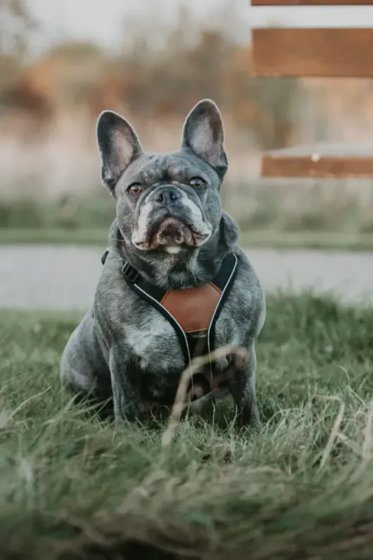 TARRAIN TRAILS PRO HUNDESELE -  Black