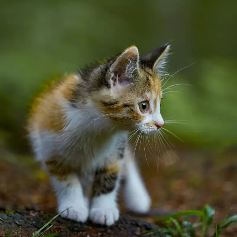 THE LITTLE LION PATÈ